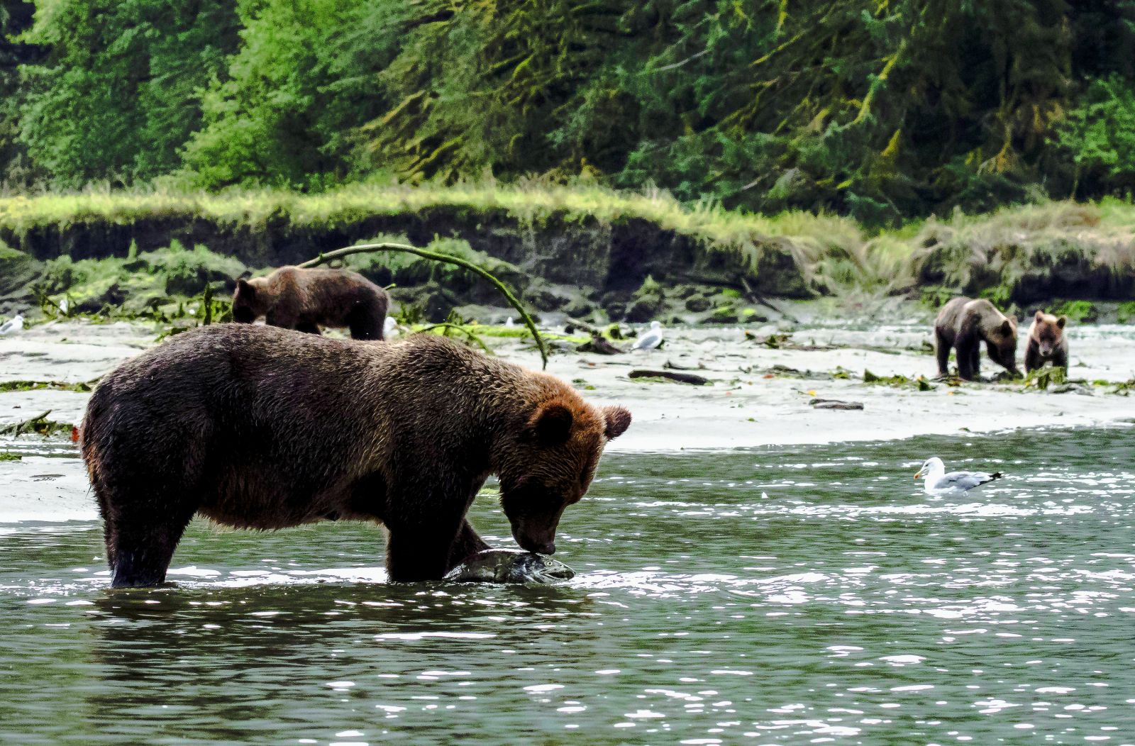 Elite Plus Magazine | Exploring The Great Bear Rainforest Of Canada